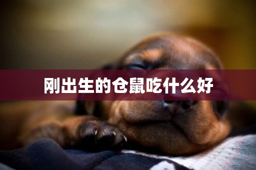 剛出生的倉鼠吃什么好