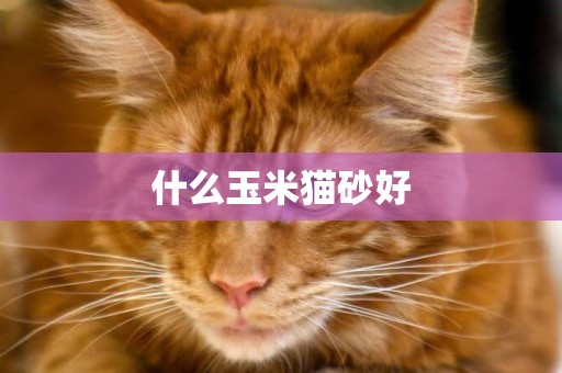 什么玉米貓砂好