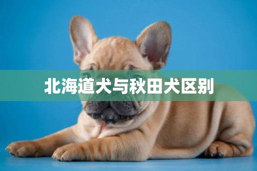 北海道犬與秋田犬區別