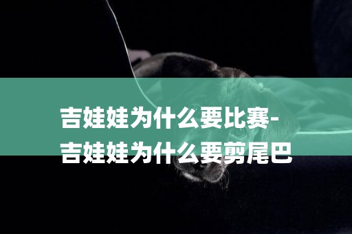 吉娃娃為什么要比賽-
吉娃娃為什么要剪尾巴
