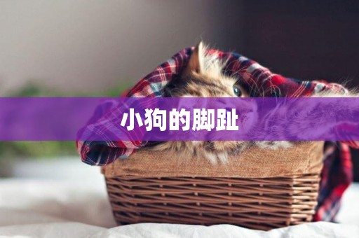 小狗的腳趾