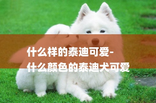 什么樣的泰迪可愛-
什么顏色的泰迪犬可愛