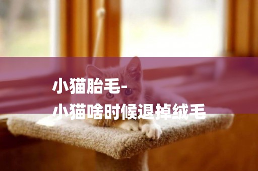 小貓胎毛-
小貓啥時候退掉絨毛