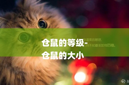 倉鼠的等級-
倉鼠的大小