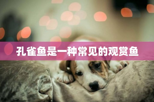 孔雀魚是一種常見的觀賞魚
