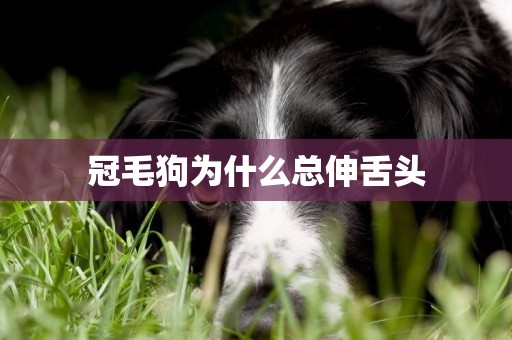 冠毛狗為什么總伸舌頭