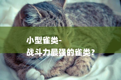小型雀類-
戰斗力最強的雀類？