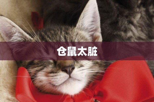 倉鼠太臟