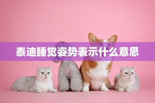 泰迪睡覺姿勢表示什么意思