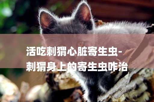 活吃刺猬心臟寄生蟲-
刺猬身上的寄生蟲咋治