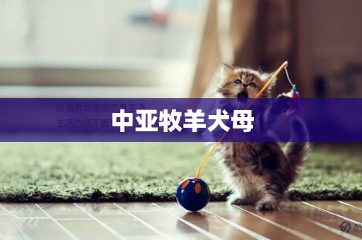 中亞牧羊犬母