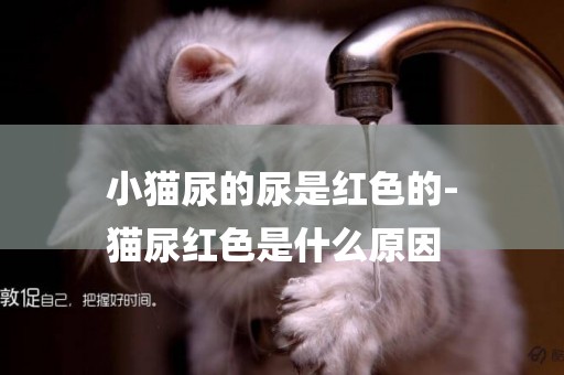 小貓尿的尿是紅色的-
貓尿紅色是什么原因