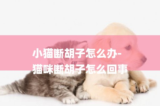 小貓斷胡子怎么辦-
貓咪斷胡子怎么回事
