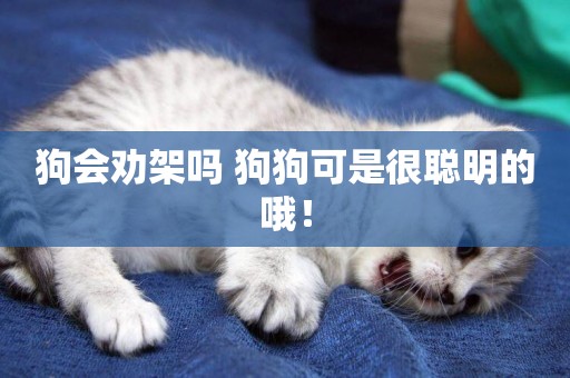 狗會勸架嗎 狗狗可是很聰明的哦！