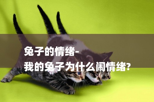 兔子的情緒-
我的兔子為什么鬧情緒?