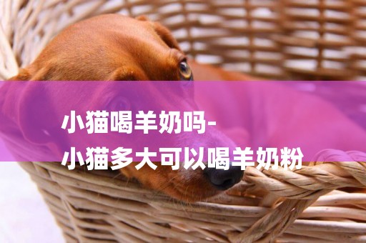 小貓喝羊奶嗎-
小貓多大可以喝羊奶粉