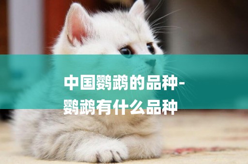 中國鸚鵡的品種-
鸚鵡有什么品種