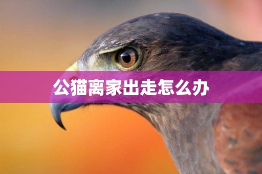 公貓離家出走怎么辦