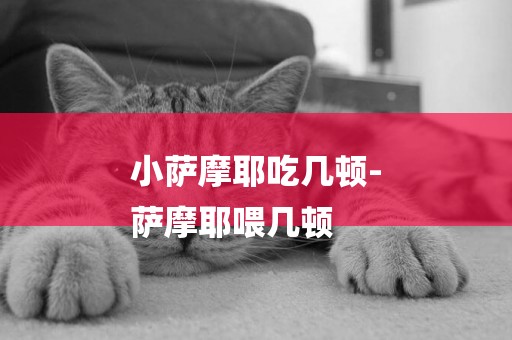 小薩摩耶吃幾頓-
薩摩耶喂幾頓