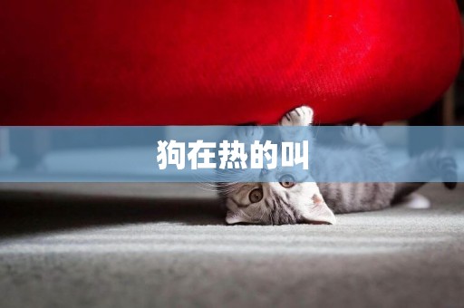 狗在熱的叫