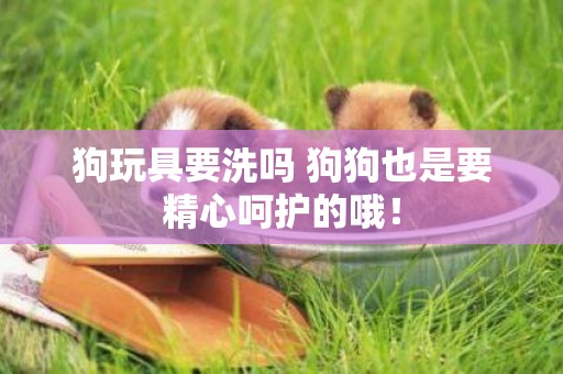 狗玩具要洗嗎 狗狗也是要精心呵護的哦！
