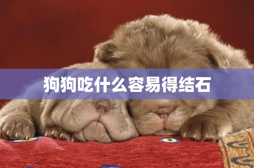 狗狗吃什么容易得結石