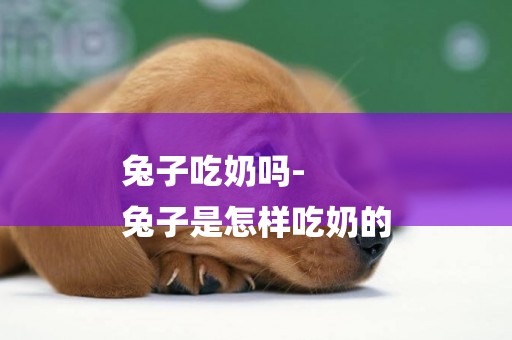 兔子吃奶嗎-
兔子是怎樣吃奶的
