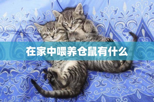 在家中喂養倉鼠有什么