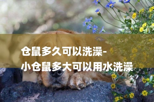 倉鼠多久可以洗澡-
小倉鼠多大可以用水洗澡