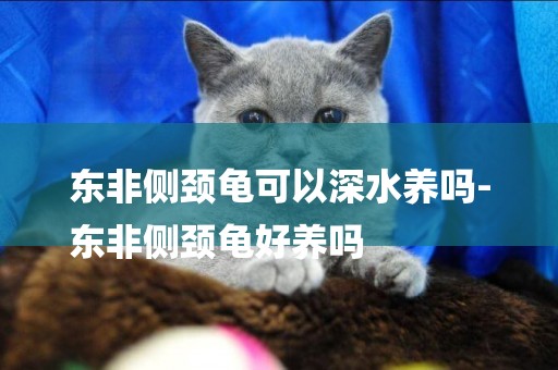 東非側頸龜可以深水養嗎-
東非側頸龜好養嗎