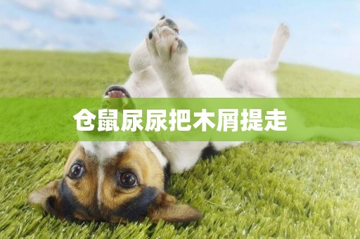 倉鼠尿尿把木屑提走