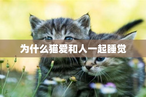 為什么貓愛和人一起睡覺