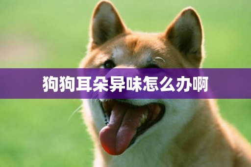 狗狗耳朵異味怎么辦啊
