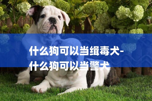 什么狗可以當緝毒犬-
什么狗可以當警犬