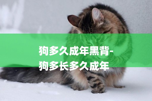 狗多久成年黑背-
狗多長多久成年