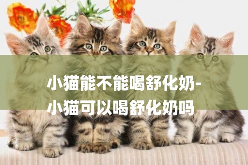 小貓能不能喝舒化奶-
小貓可以喝舒化奶嗎