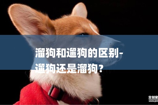 溜狗和遛狗的區別-
遛狗還是溜狗？