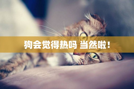 狗會覺得熱嗎 當然啦！