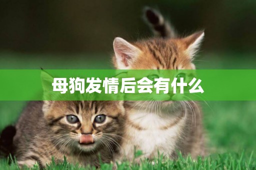 母狗發情后會有什么