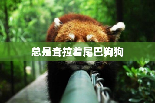 總是耷拉著尾巴狗狗