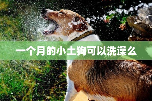 一個月的小土狗可以洗澡么