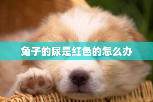 兔子的尿是紅色的怎么辦