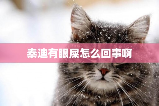 泰迪有眼屎怎么回事啊