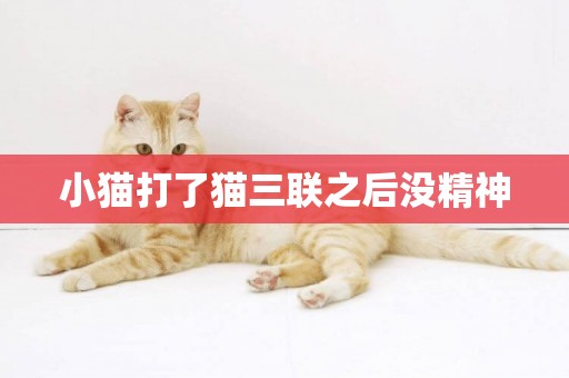 小貓打了貓三聯之后沒精神