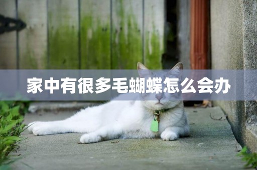 家中有很多毛蝴蝶怎么會辦