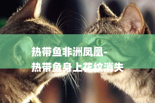 熱帶魚非洲鳳凰-
熱帶魚身上花紋消失