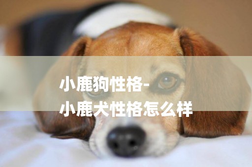 小鹿狗性格-
小鹿犬性格怎么樣