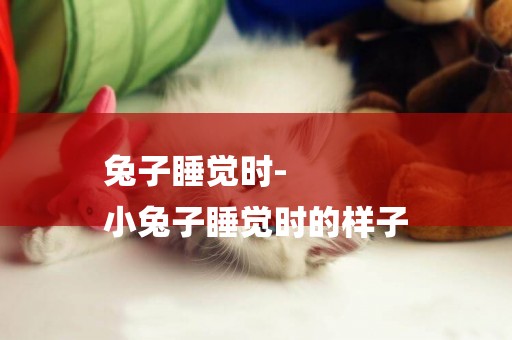 兔子睡覺時-
小兔子睡覺時的樣子