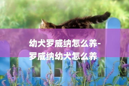 幼犬羅威納怎么養-
羅威納幼犬怎么養