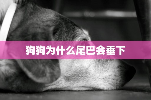 狗狗為什么尾巴會垂下